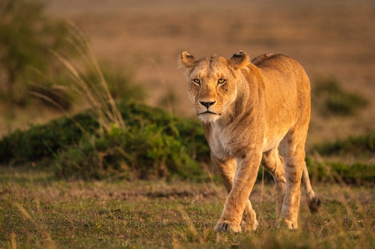 038 Masai Mara.jpg